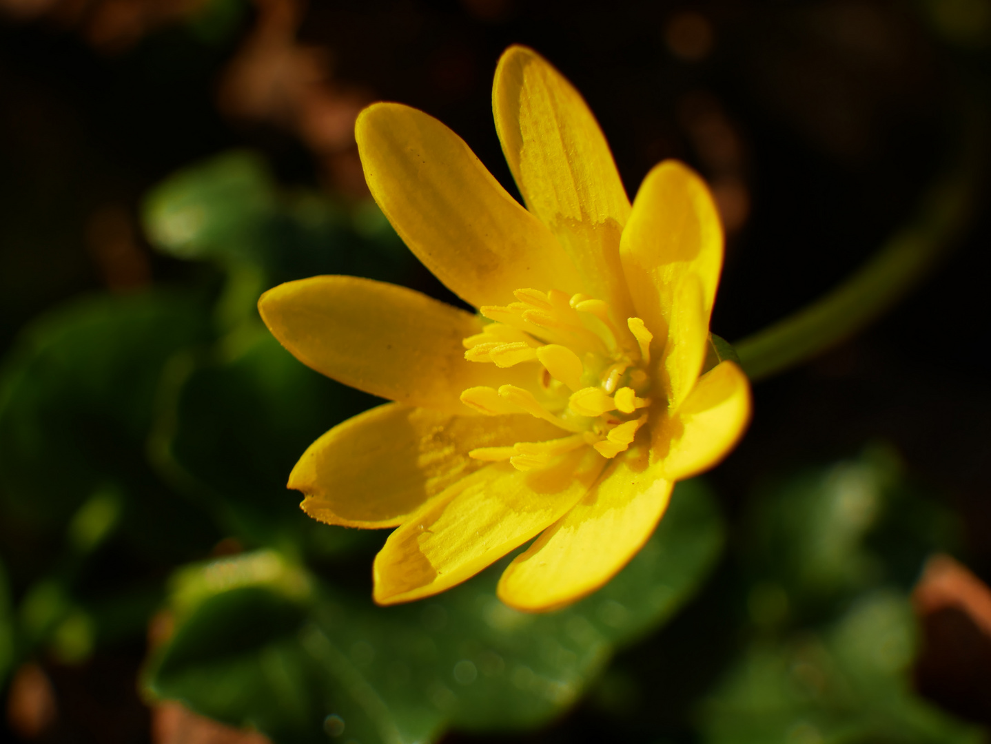 Blüte von Scharbockskraut