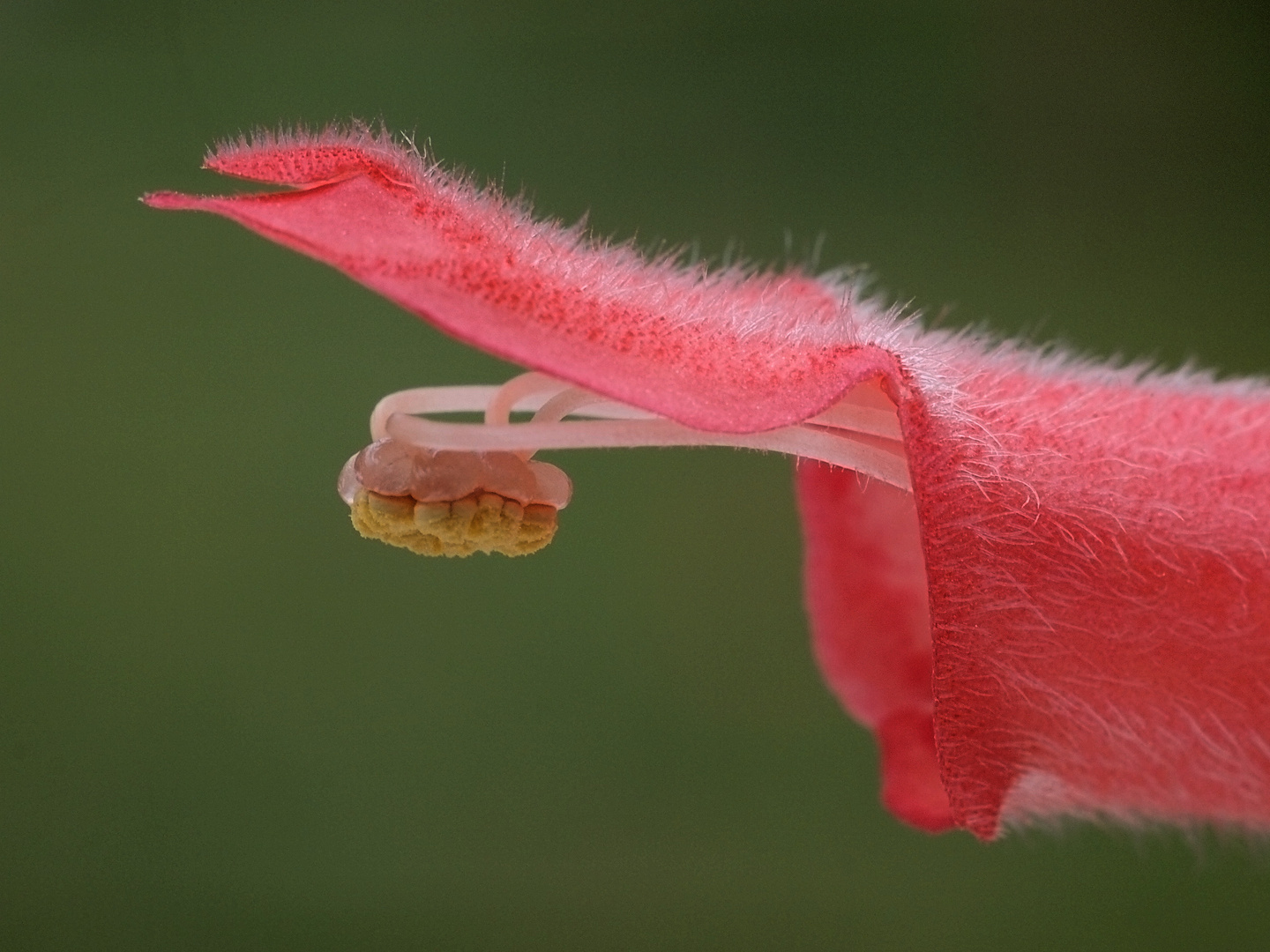 Blüte von Sinningia iarae