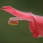 Blüte von Sinningia iarae