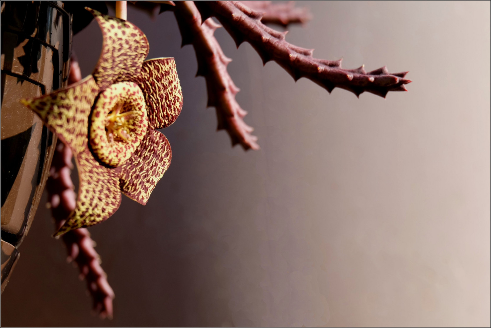 Blüte von Stapelia variegata...