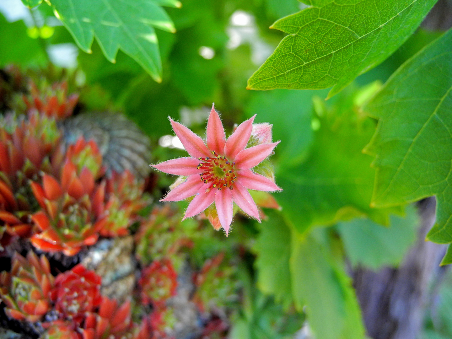 Blüte von Sukkulenten - Makro