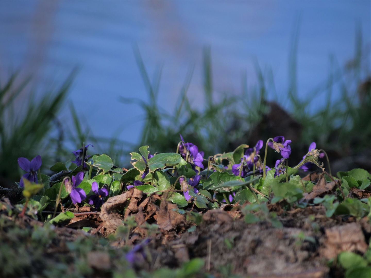 Blüte von wilden Veilchen (Viola adunca)
