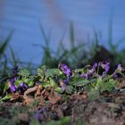 Blüte von wilden Veilchen (Viola adunca)