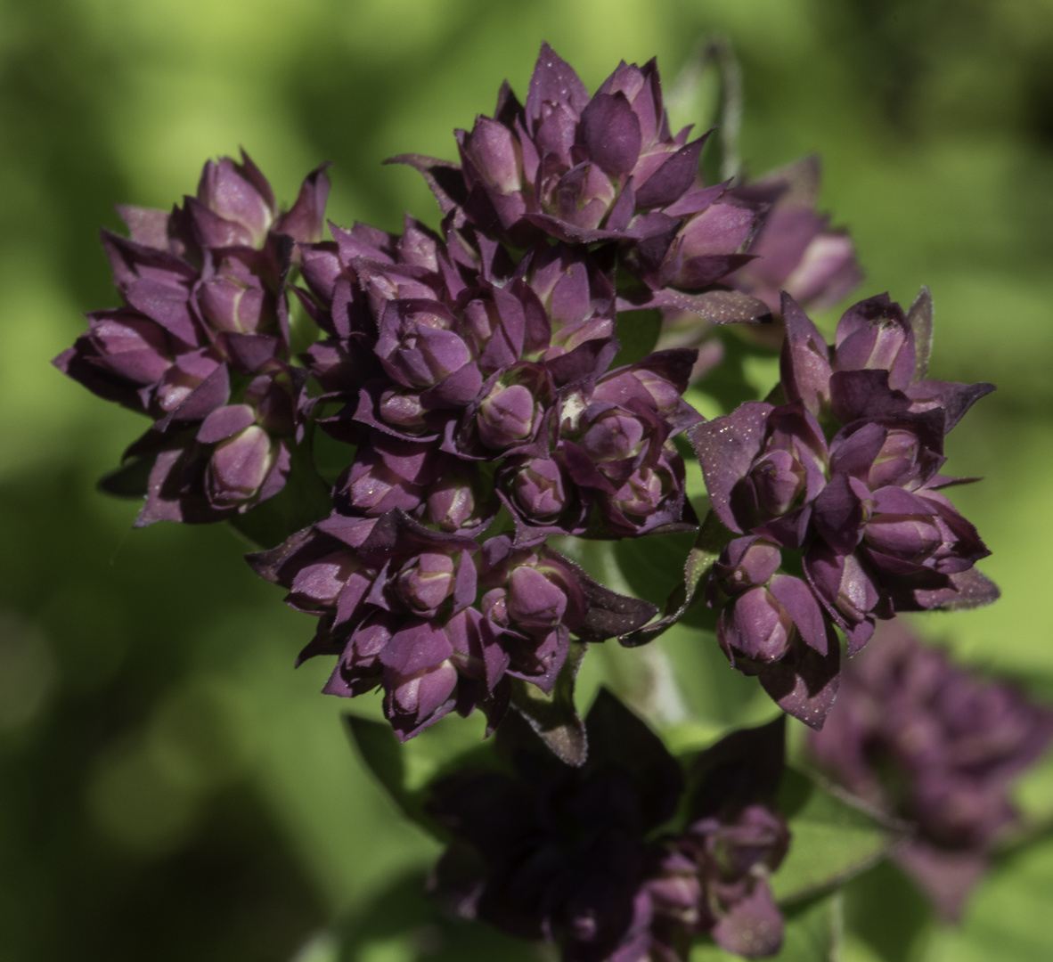 Blüte von Wildkräutern