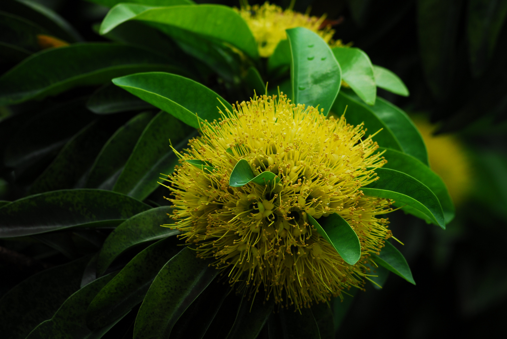 Bluete von Xanthostemon chrysanthus