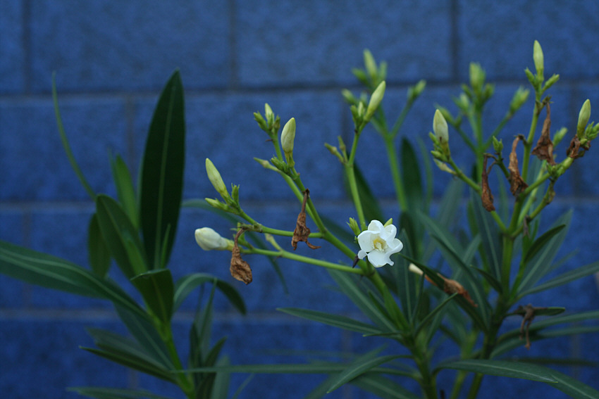 Blüte vor blauem Hintergrund