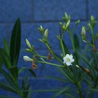 Blüte vor blauem Hintergrund