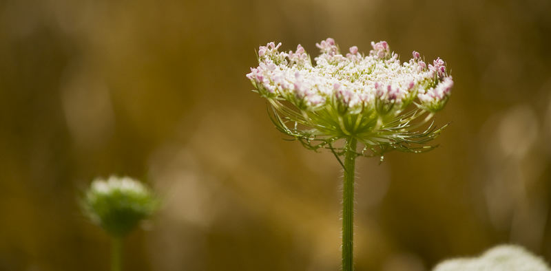 Blüte vor Braun