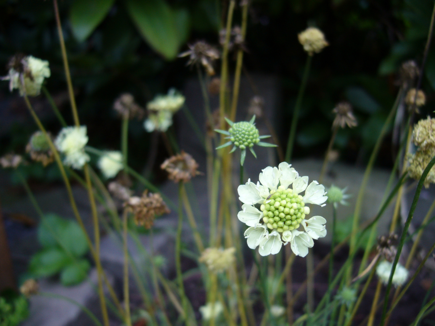 Blüte vor der Tür