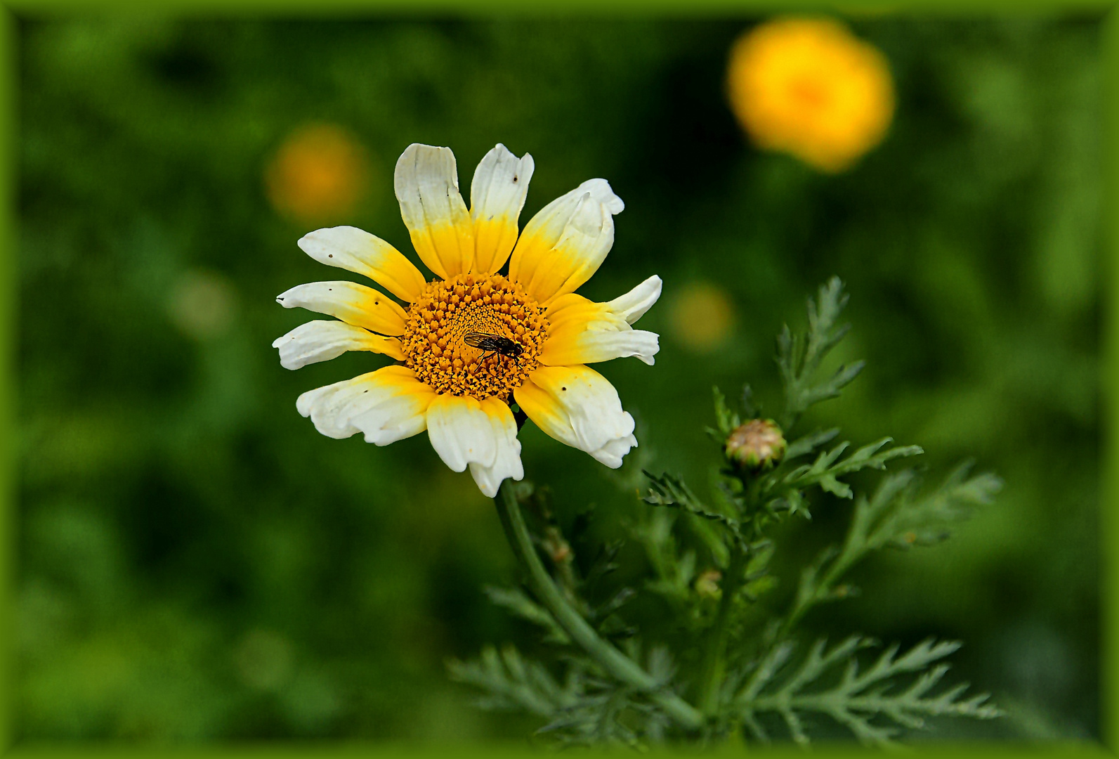 Blüte vor grünem Hintergrund