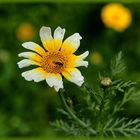 Blüte vor grünem Hintergrund