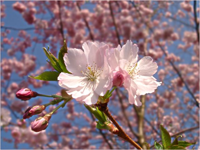 Blüte vor lauter Blüten!