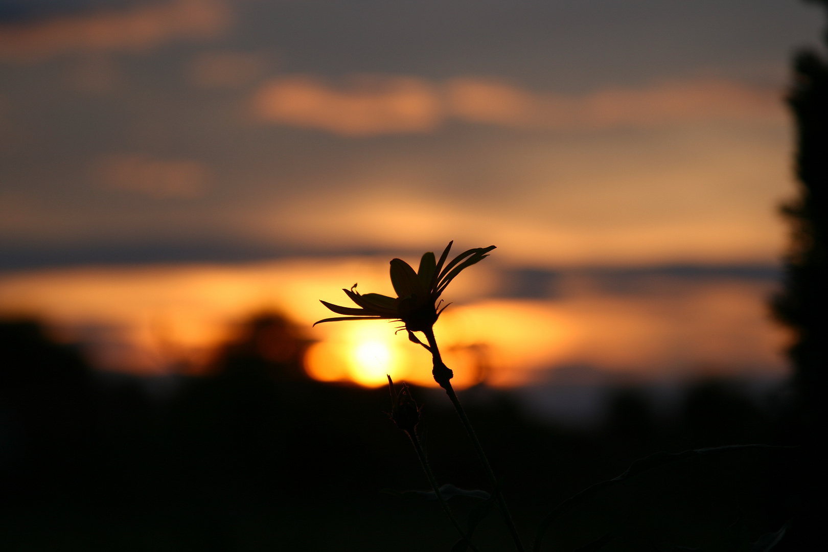 Blüte vor Sonnenuntergang