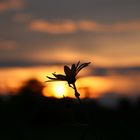 Blüte vor Sonnenuntergang