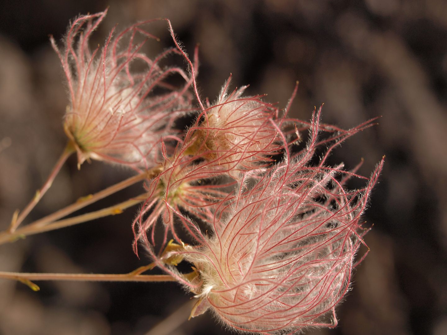 Blüte vor Vulkangestein