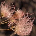 Blüte vor Vulkangestein