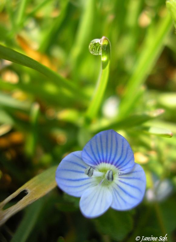 Blüte v:s Tropfen