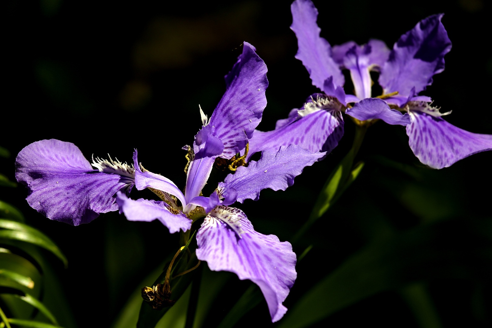 Blüte weich