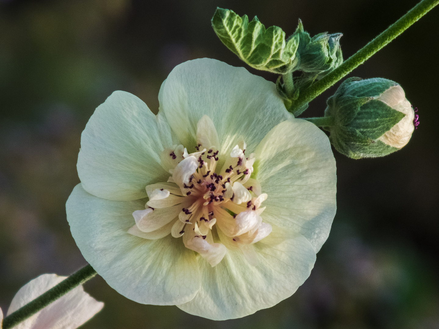 Blüte, weiß