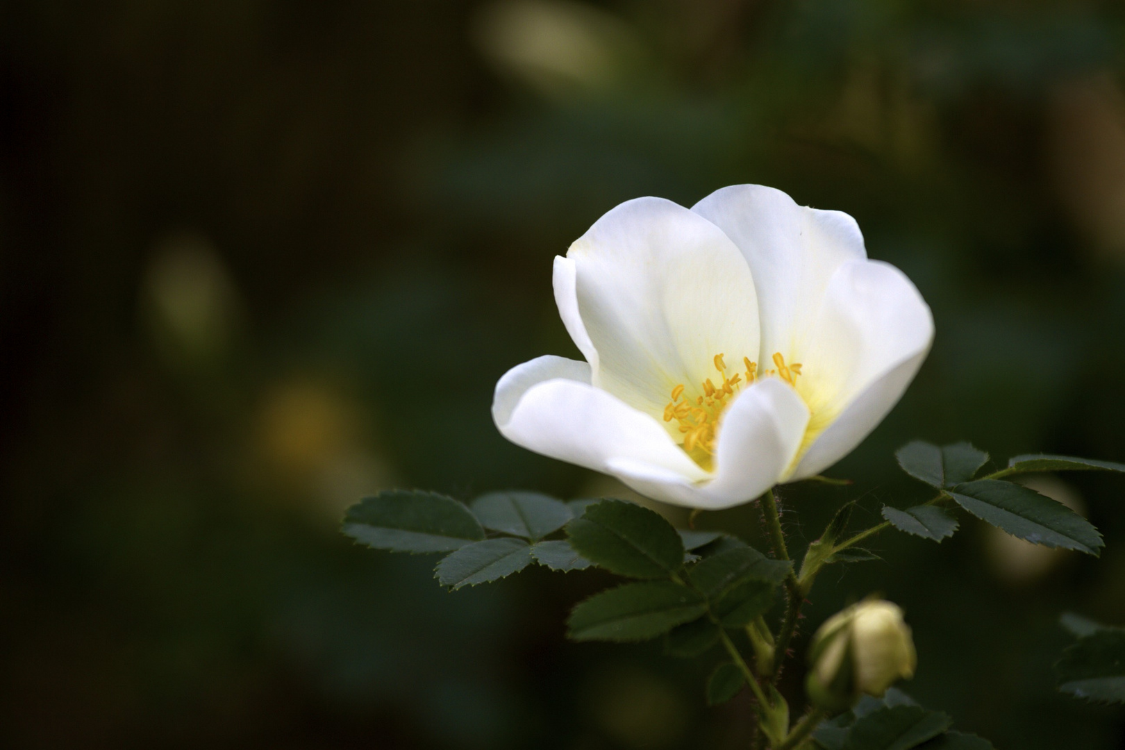 Blüte / weiß