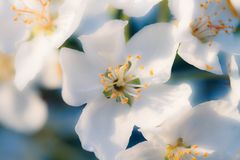 Blüte weiss/blau