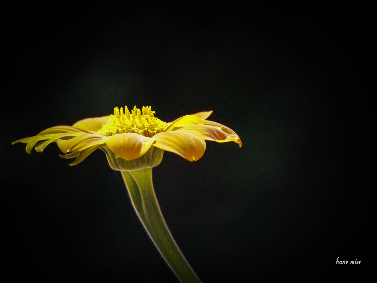 Blüte weit geöffnet