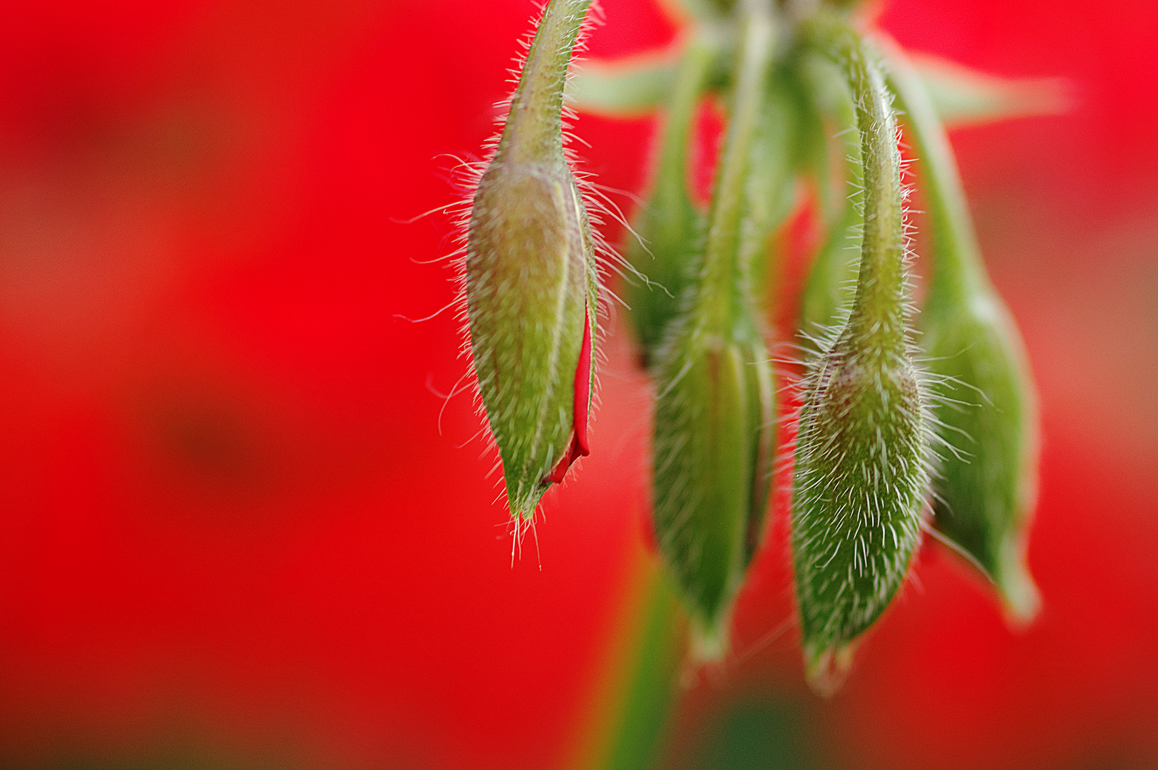 Blüte will ans Licht