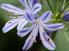 Blüte wird von einer Mimikri-Schwebfliege besucht, die sich als Wespe tarnt.