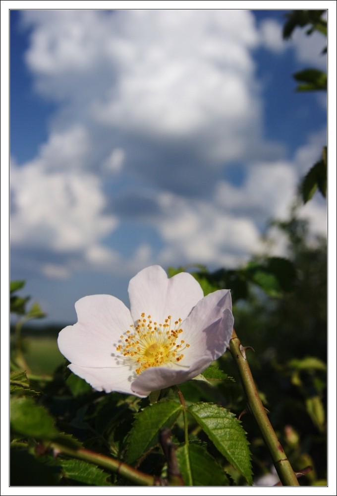 Blüte & Wolken