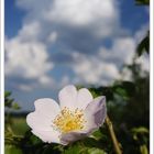 Blüte & Wolken