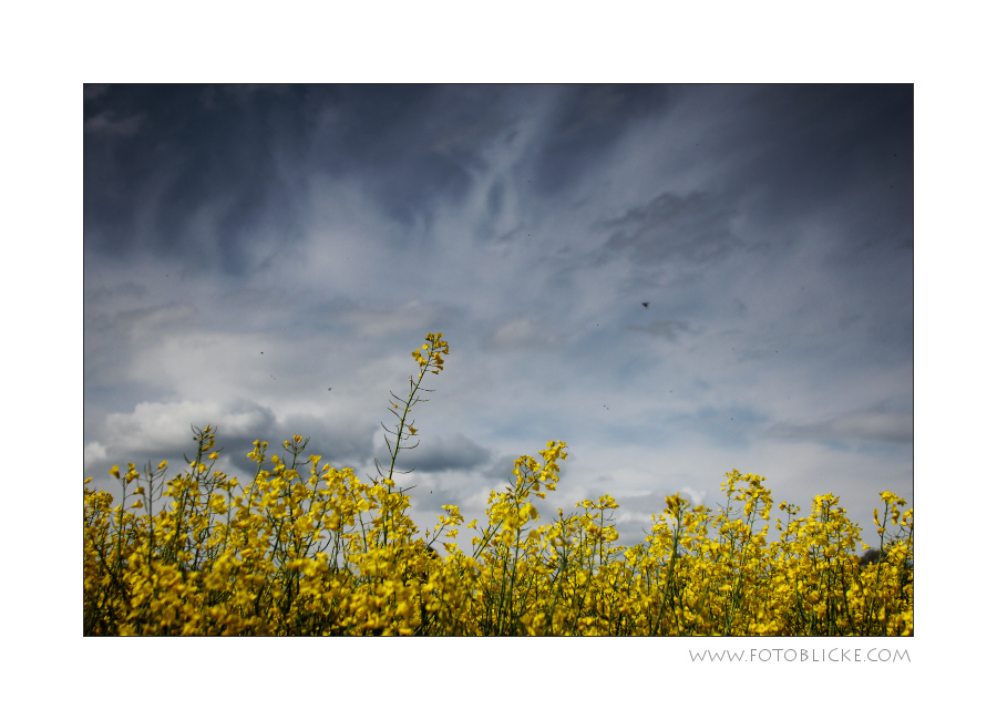 Blüte Zeit