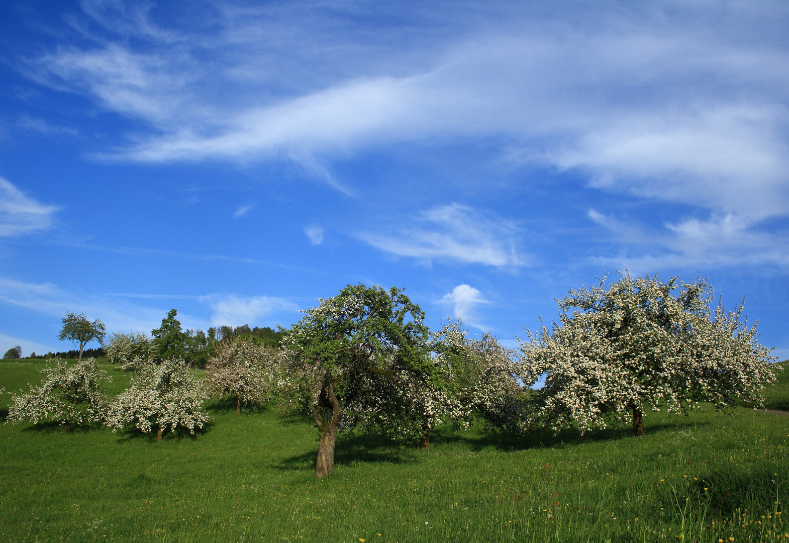 Blüte Zeit