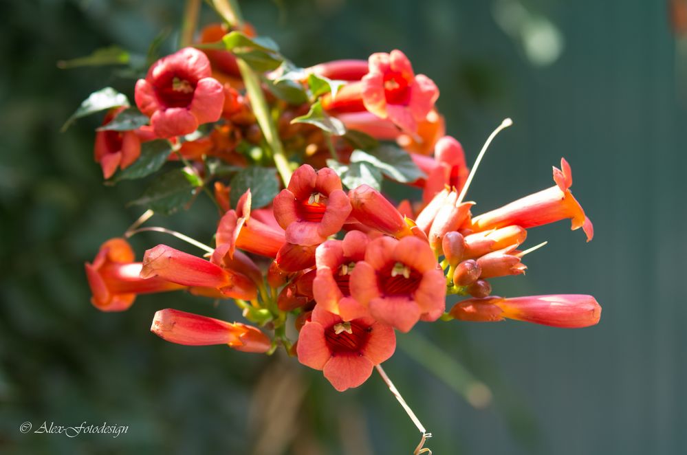 Blüte zum Anfang der Woche