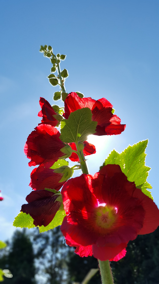 Blüte zum Himmel empor