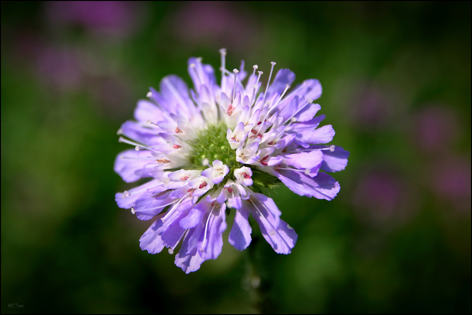 Blüte zum Mittwoch 