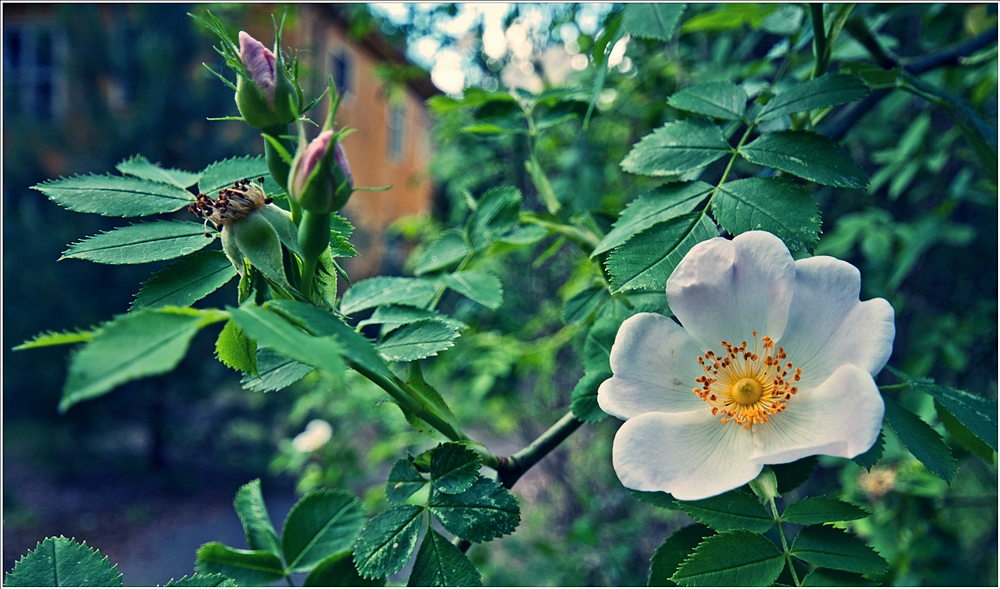 Blüte zum Sonntag