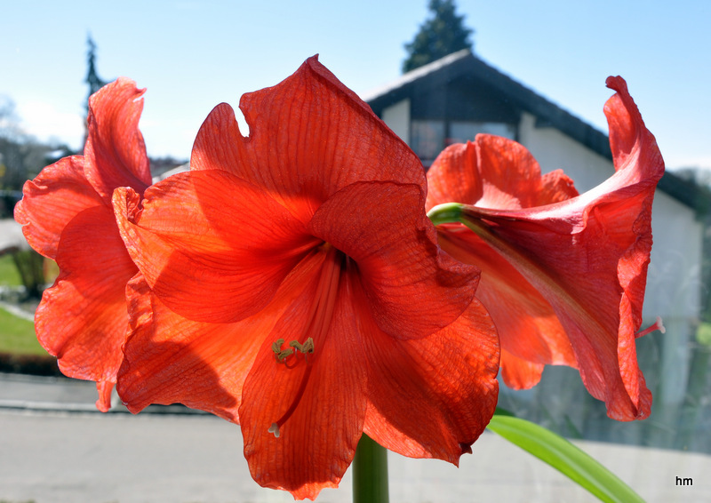 Blüte zur Unzeit? Amaryllis auf dem Fensterbrett