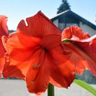 Blüte zur Unzeit? Amaryllis auf dem Fensterbrett