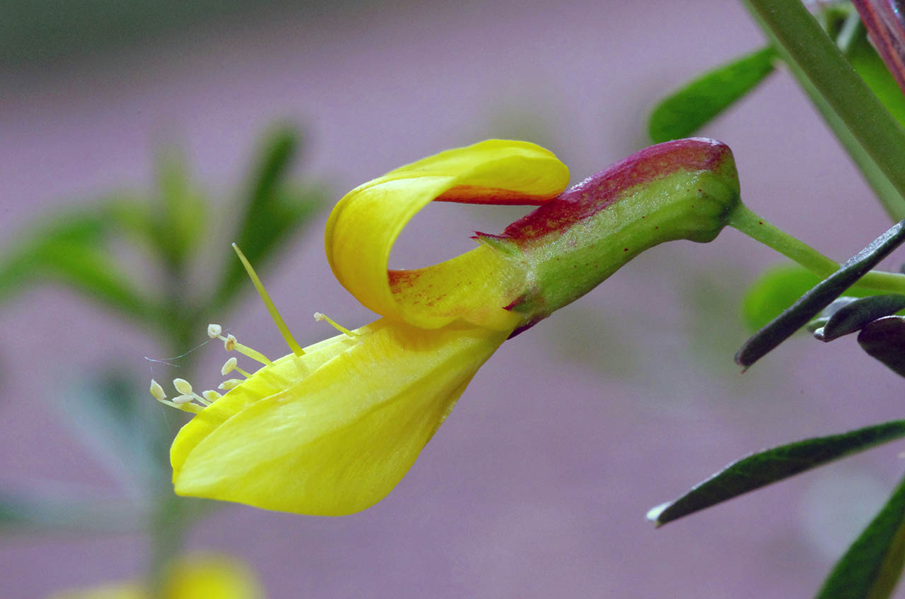 Blüte Zwergerbsenstrauch