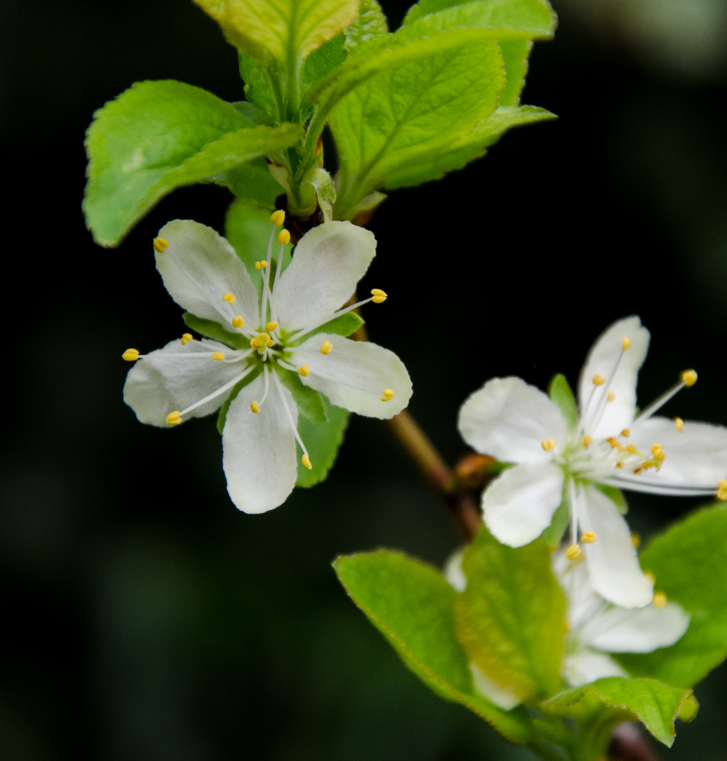 Blüte Zwetschge