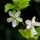 Blüte Zwetschge