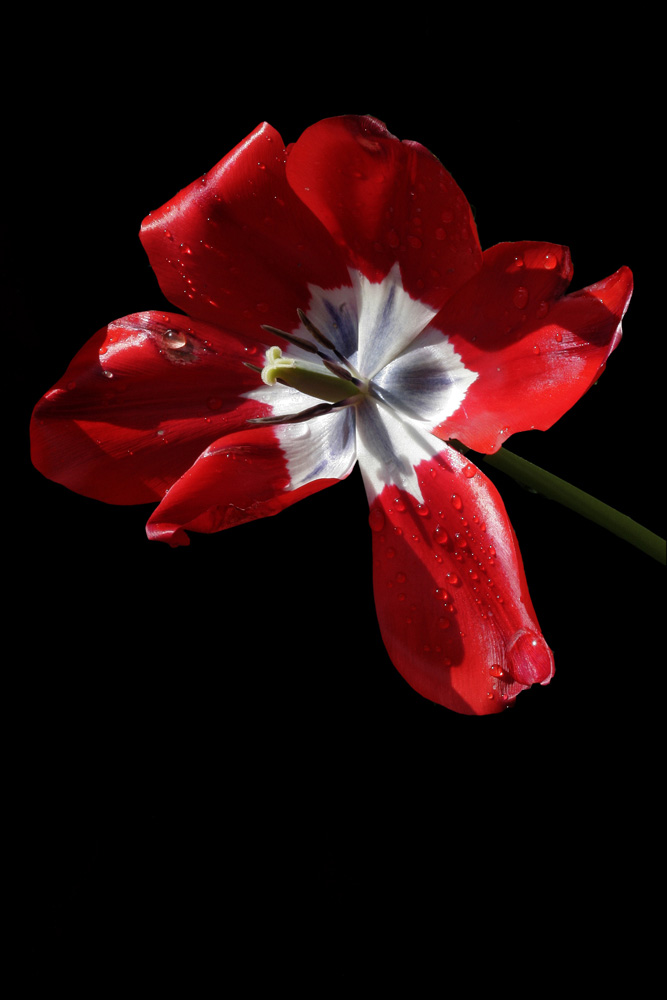 Blüte zwischen 2 Regengüssen