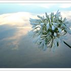 Blüte zwischen Himmel und Erde