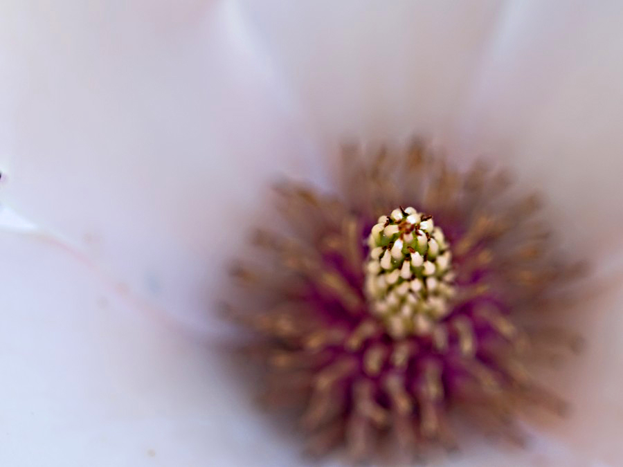 Blüte01