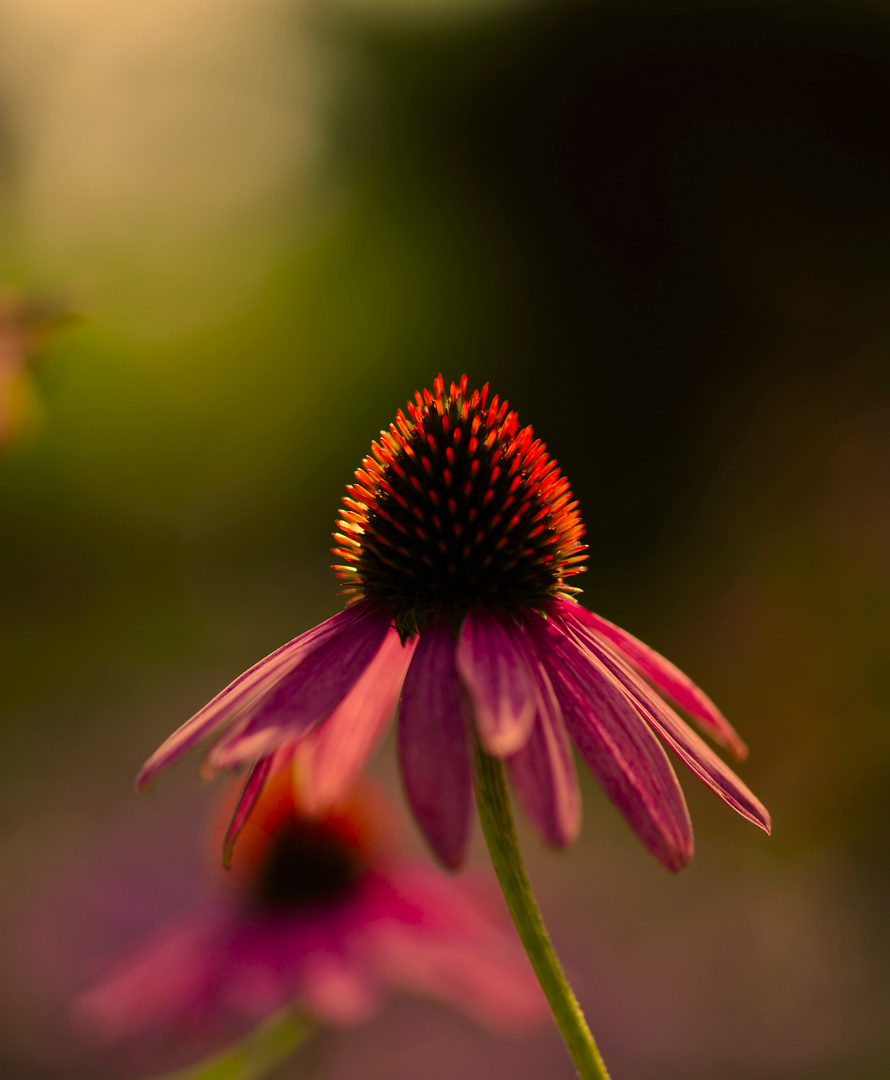 Blüte1 (Botanischer Garten)