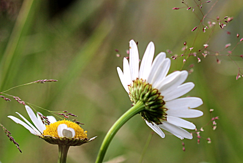 Blüte_2