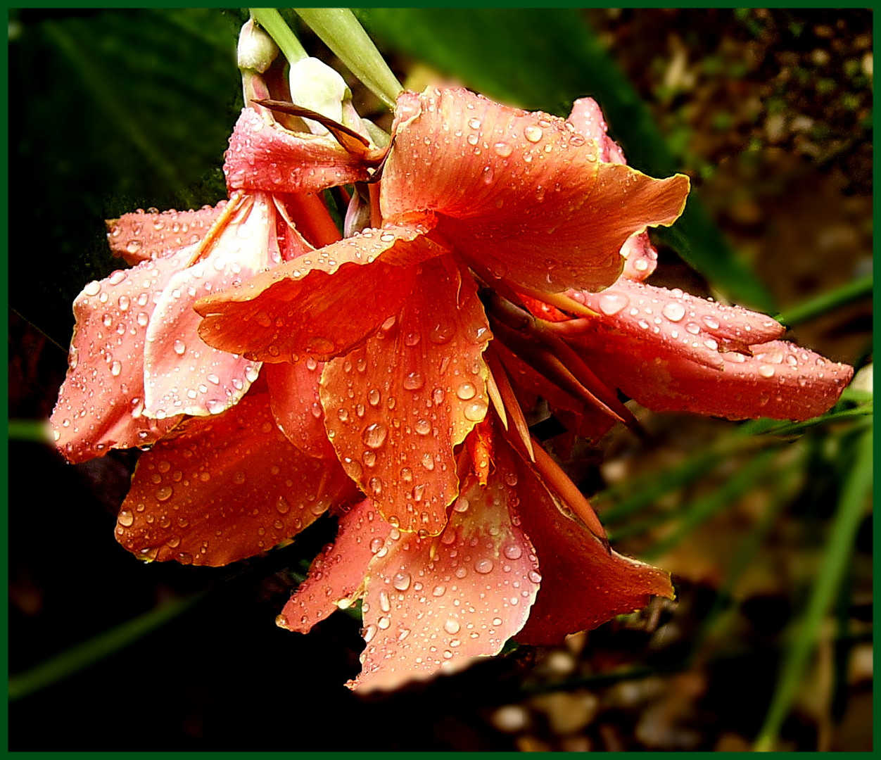 Blüte2 nach dem Regen