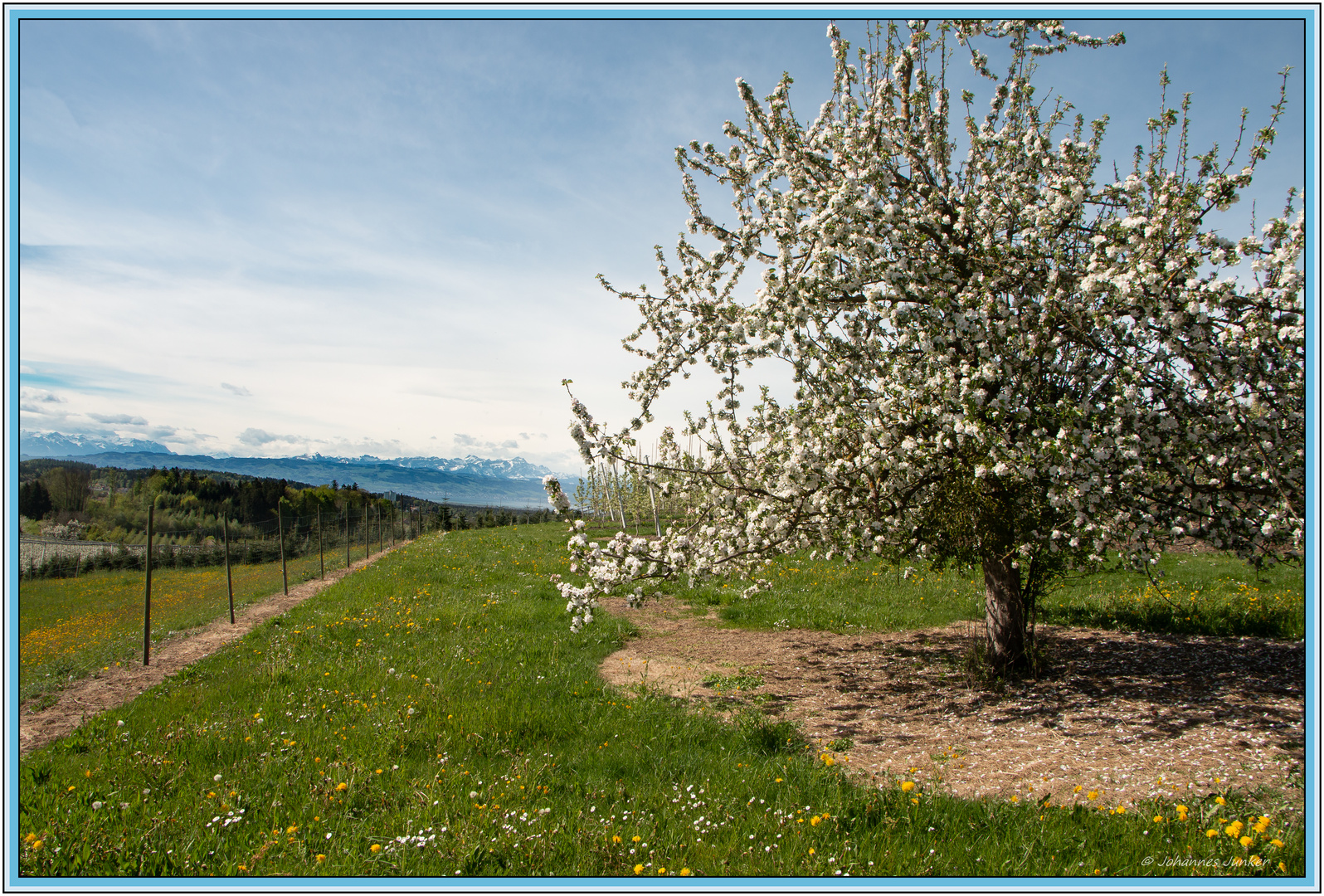 Blüte,Föhn