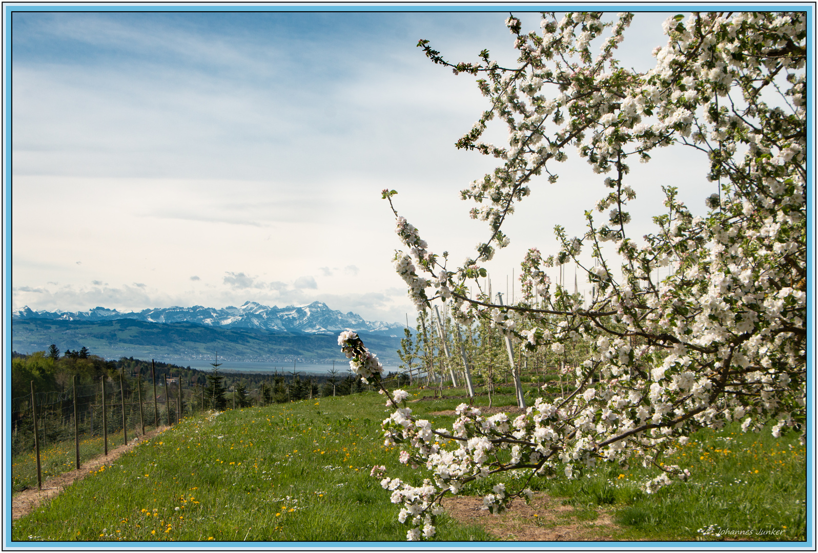 Blüte,Föhn