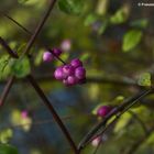 Blüte/Knospen